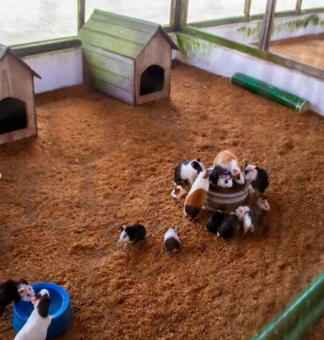 베제로스 Flat Fazenda Monte Castelo 아파트 외부 사진